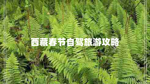 西藏春节自驾旅游攻略