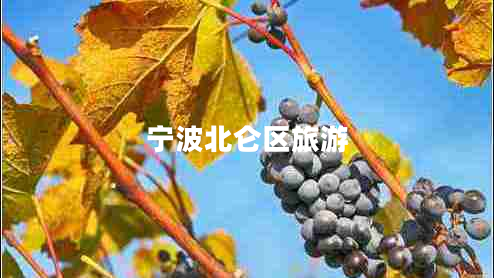 宁波北仑区旅游