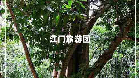 江门旅游团