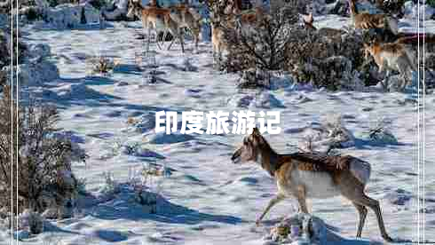 印度旅游记