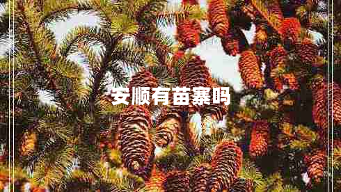 安顺有苗寨吗