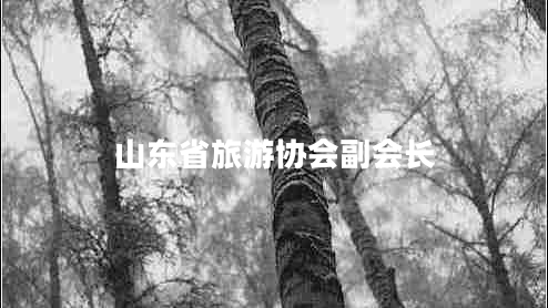 山东省旅游协会副会长