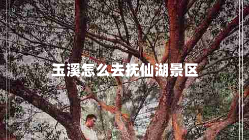 玉溪怎么去抚仙湖景区