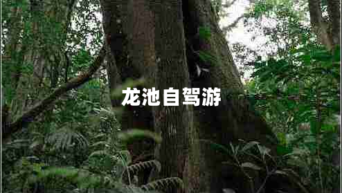 龙池自驾游 龙池自驾游