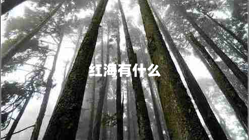 红海有什么