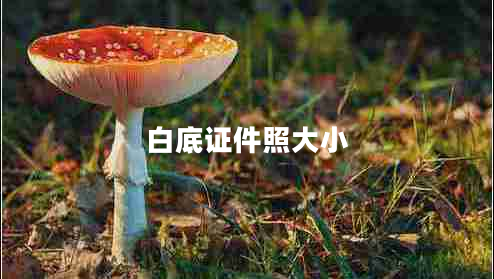白底证件照大小