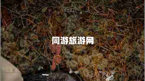 同游旅游网