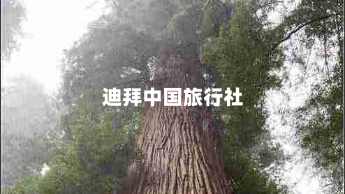 迪拜中国旅行社