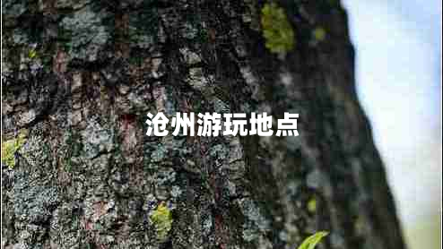 沧州游玩地点
