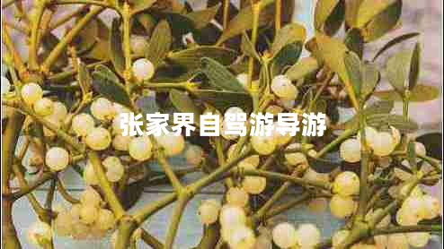 张家界自驾游导游