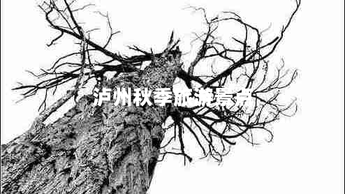泸州秋季旅游景点