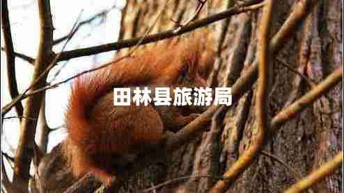 田林县旅游局
