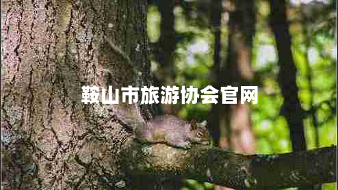 鞍山市旅游协会官网