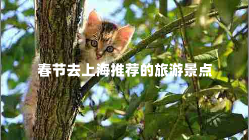 春节去上海推荐的旅游景点 春节去上海推荐的旅游景点