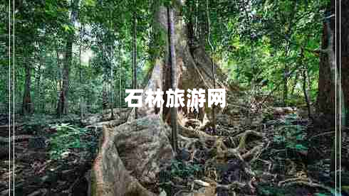 石林旅游网