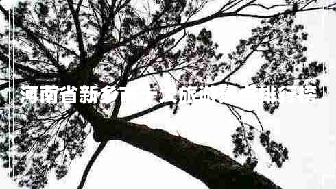 河南省新乡市十大旅游景点排行榜