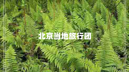 北京当地旅行团