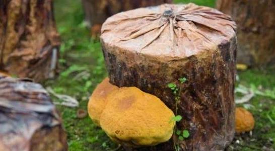 桑黄种植包回收靠谱吗