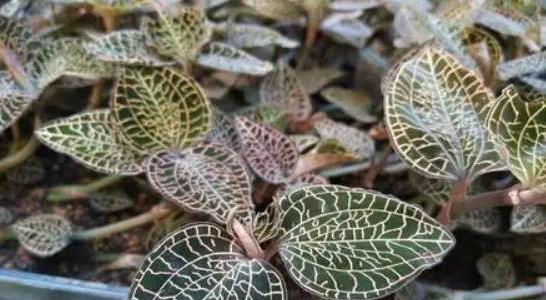 金线莲种植前景如何