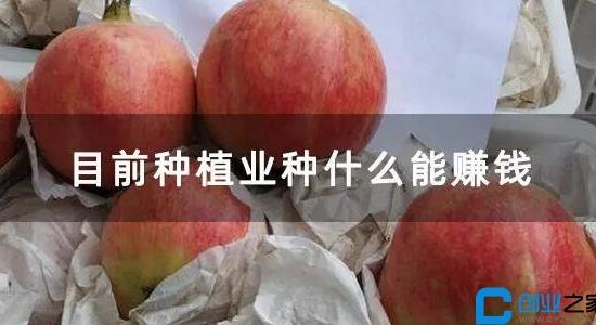 种植什么最赚钱不愁销路