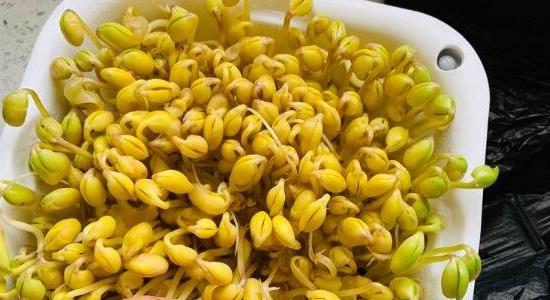 黄豆芽怎么发豆芽的步骤