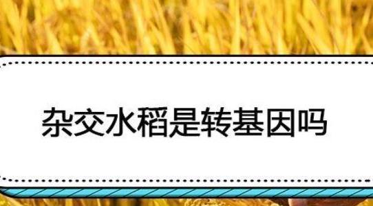 杂交水稻是转基因吗