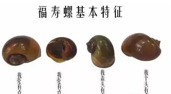 福寿螺和田螺的区别