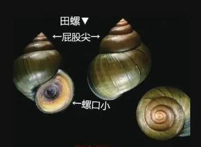 福寿螺和田螺的区别