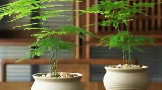 文竹的养殖方法和注意事项