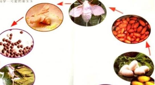 蚕结茧后几天蚕蛾从茧中钻出来