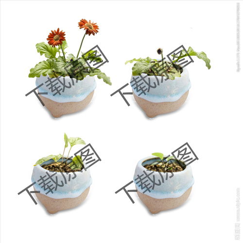 植物生长的观察方法有哪些特点是什么