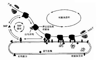 蛋白质修饰的化学方法有哪些