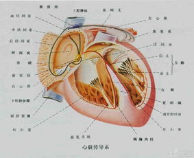 传导麻醉法的方法及特点有哪些