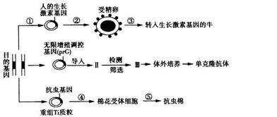 通常获得目的基因的方法有哪些