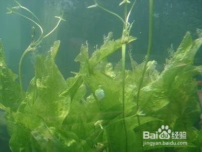 沉水植物的养护方法有哪些