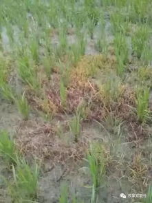 水稻的除草方法哪些