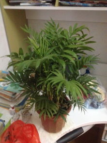 植物鉴定方法有哪些方法有哪些方法有哪些方法