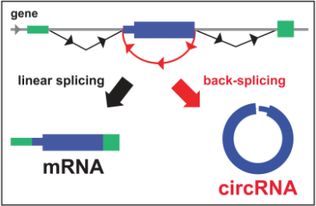 抑制mrna翻译的方法有哪些