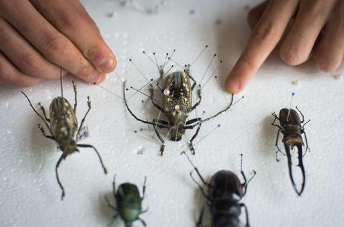 采集昆虫标本的方法有哪些