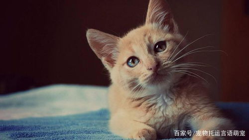 运送宠物的方法有哪些