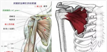 肩周炎自我的治疗方法有哪些