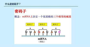 常用的编码蛋白质基因的注释方法有哪些