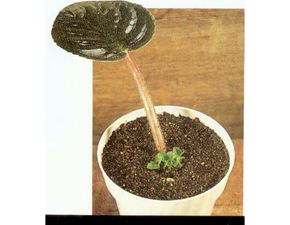 人工营养繁殖有哪些方法有哪些
