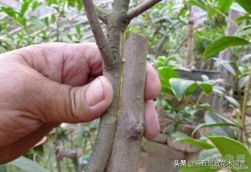 园林植物嫁接的方法有哪些