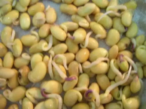 大豆种子干燥方法有哪些