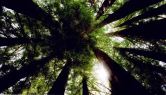 观察树木时能使用哪些方法有哪些