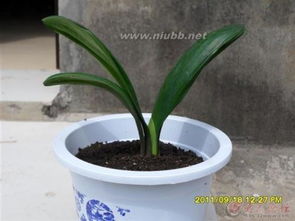 植物资源保护的方法有哪些方法有哪些方法