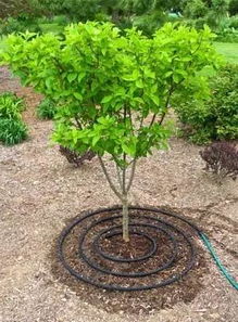 桃源浇水的方法都有哪些