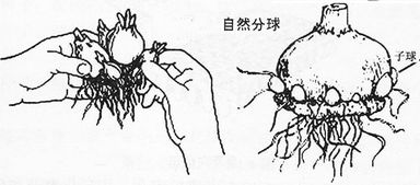 简述分生繁殖的方法有哪些