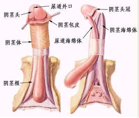 哪些方法能增粗阴茎